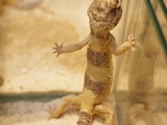 -青石桥花鸟鱼虫市场(叠翠城店)