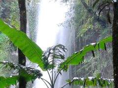 -莫里热带雨林景区