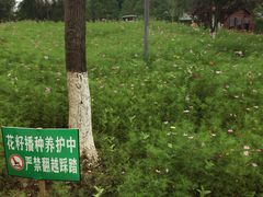 -铁山坪森林公园