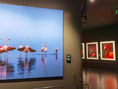 -罗红摄影艺术馆