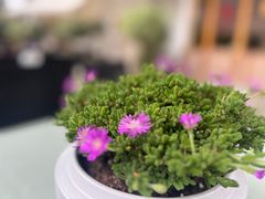 -静颐茶馆·素食(龙华店)