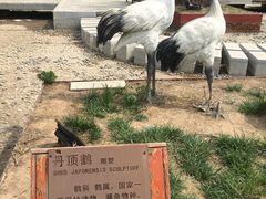 -武清南湖绿博园