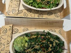 -油梨树 AVOCADO TREE(亮马桥店)