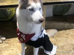 -Husky Go! 哈士奇体验馆·宠物咖啡厅狗咖