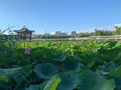 -莲花池公园