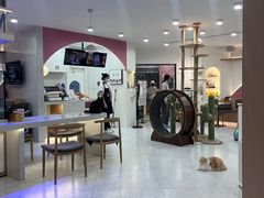 -喵园·猫主题咖啡厅·撸猫·猫咖(国贸店)