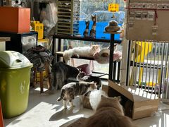 -平行世界·猫咖(首经贸店)