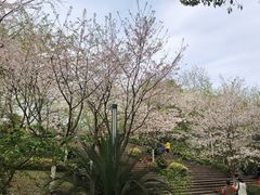 -南山植物园