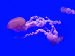 -瑞普利水族馆