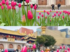 -上海共青森林公园