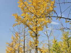 -汉长安城未央宫国家考古遗址公园