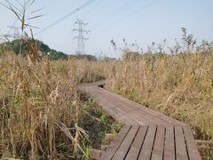 -长田漾湿地公园