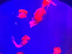 -海合安青岛极地海洋公园