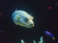 -暹罗海洋世界