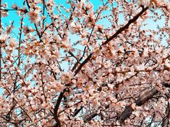 -桃花堤公园