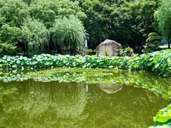 -陈家山荷花公园