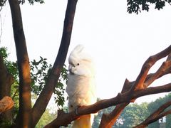 -广州长隆飞鸟乐园