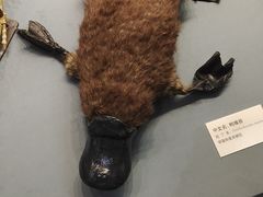 -天津自然博物馆