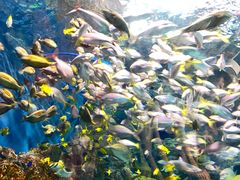 -上海海洋水族馆