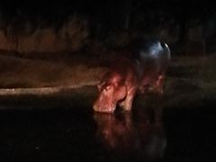 -清迈夜间动物园