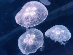 -欢乐海岸海洋奇梦馆