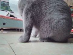 -宠福鑫康馨动物医院·骨科·眼科