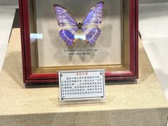 -上海大自然野生昆虫馆(东方明珠·爬宠昆虫探索中心)