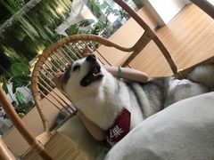 -Husky Go! 哈士奇体验馆·宠物咖啡厅狗咖