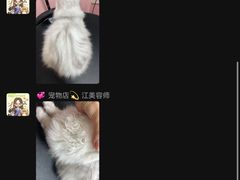 -唐小姐の私宠·宠物洗护美容·撸猫馆·购宠(周浦万达旗舰店)