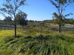 -羊亭河湿地公园