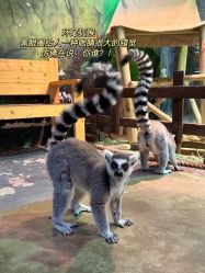 -Zoolung Zoolung动物主题公园(海信广场店)