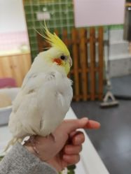 -Moni星球萌宠·小马宝莉·灵蛇·高端高阶全萌宠互动体验俱乐部(红豆国际广场店)