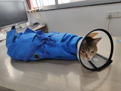 -荔康动物医院(康王北路店)