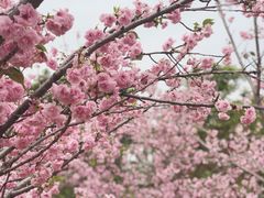 -天适樱花悠乐园