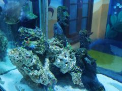 -太平洋海底世界