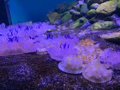 -瑞普利水族馆