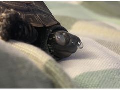 -爱侣宠医·鹦鹉专科·小型哺乳类·异宠专科(灵石路店)