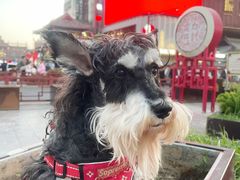 -鼓楼夜市