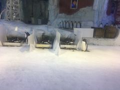 -芜湖新华联大白鲸海洋公园