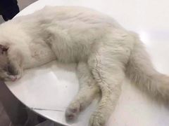-猫冇咖·家门口的撸猫馆(大融城店)