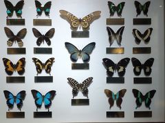 -上海昆虫博物馆