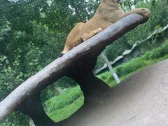 -北京野生动物园