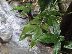 -火炉山森林公园