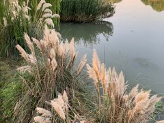 -九里河湿地公园