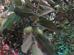 -南通洲际绿博园