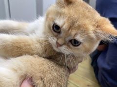 -东莞宠友24H宠物中心医院·转诊夜诊·异宠(新河北路院)