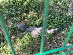 -中国扬子鳄村