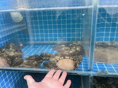 -宾朋海鲜饭庄(兴海路店)