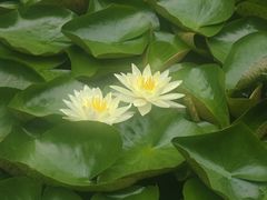 -范蠡湖公园