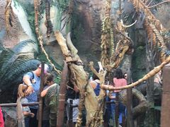 -奥兰多迪士尼动物王国乐园